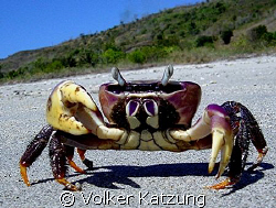 crab by Volker Katzung 